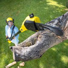 Professional Tree Services in Tekamah, NE