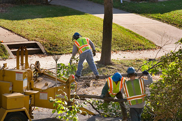 How Our Tree Care Process Works  in Tekamah, NE